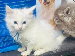 Maine Coon cats Mainecon x - Advert 11