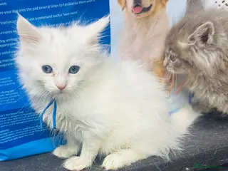 Maine Coon cats Mainecon x - Advert 15