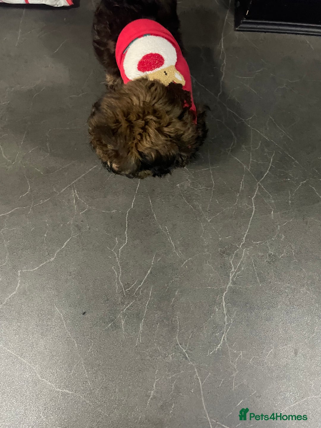 Shih Tzu dogs for sale: Beautiful 9 week old dobie male shihtzu - Advert 3