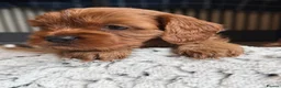 Cavapoo dogs for sale: Red Cavapoo Puppies - 5 weeks old.  in Doncaster - Advert 3