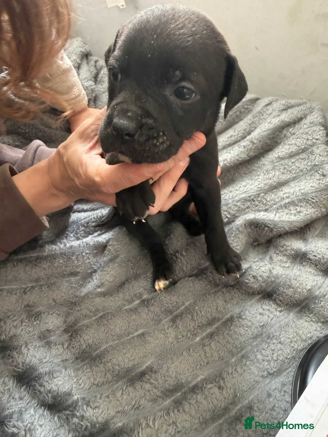 Mixed Breed dogs for sale: Cane corso cross pups for sale  in Airdrie - Advert 1