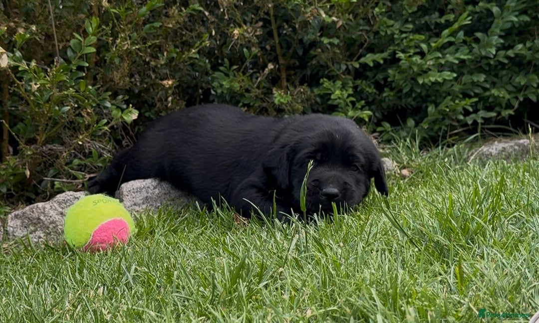 Labrador Retriever dogs for sale: Labrador puppies for sale  in Leicester - Image 9
