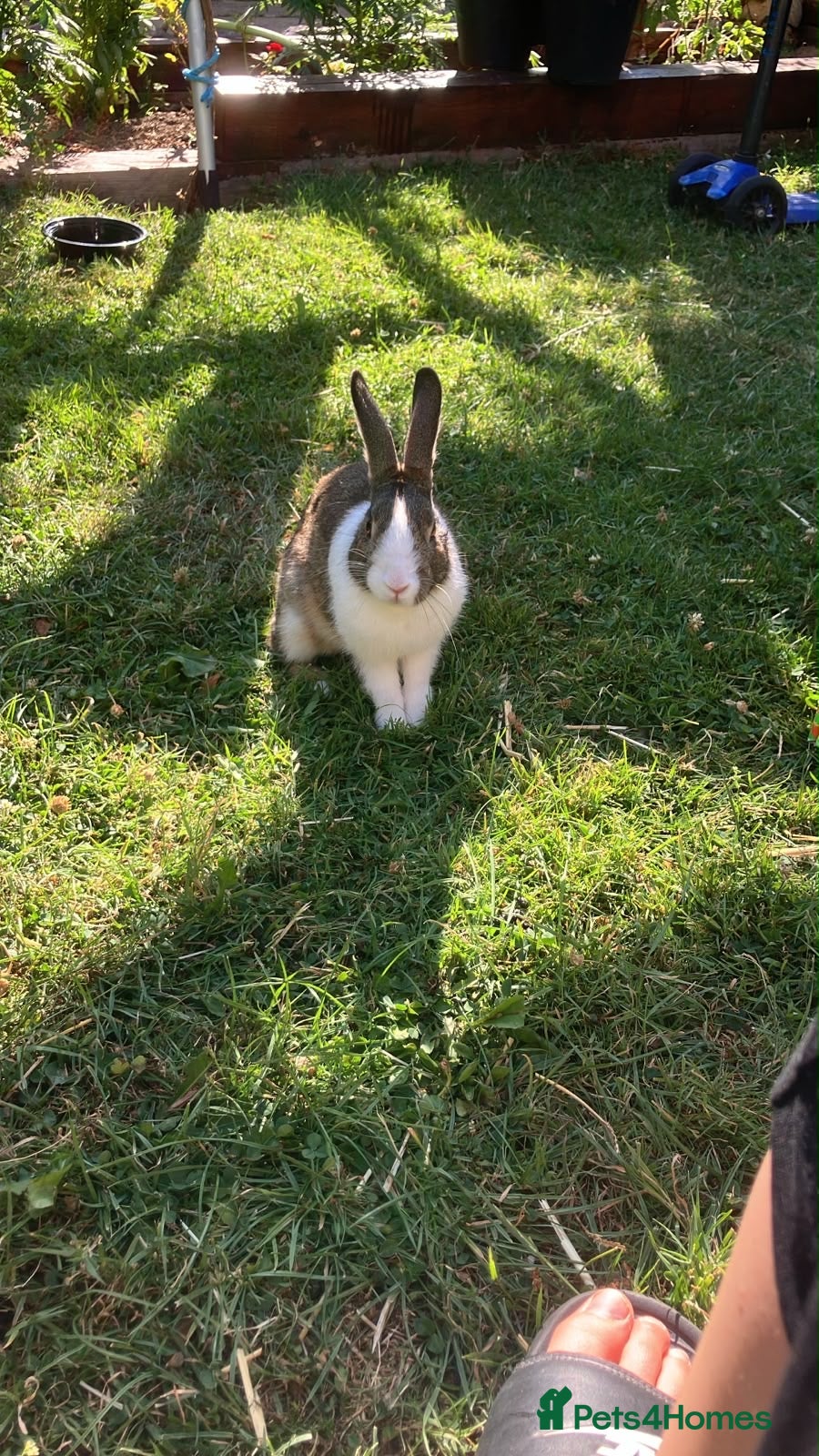 Tri Coloured Dutch rabbits Beautiful friendly dutch rabbit - Advert 1