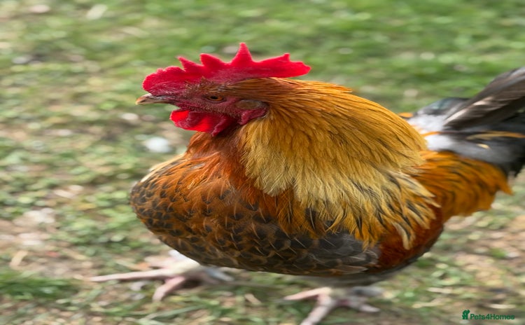 Chickens poultry - Advert 1