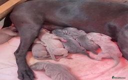 Weimaraner dogs for sale: M & F BLUE and SILVER KC proven bloodline.  - Image 2
