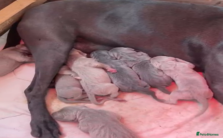 Weimaraner dogs - Advert 1