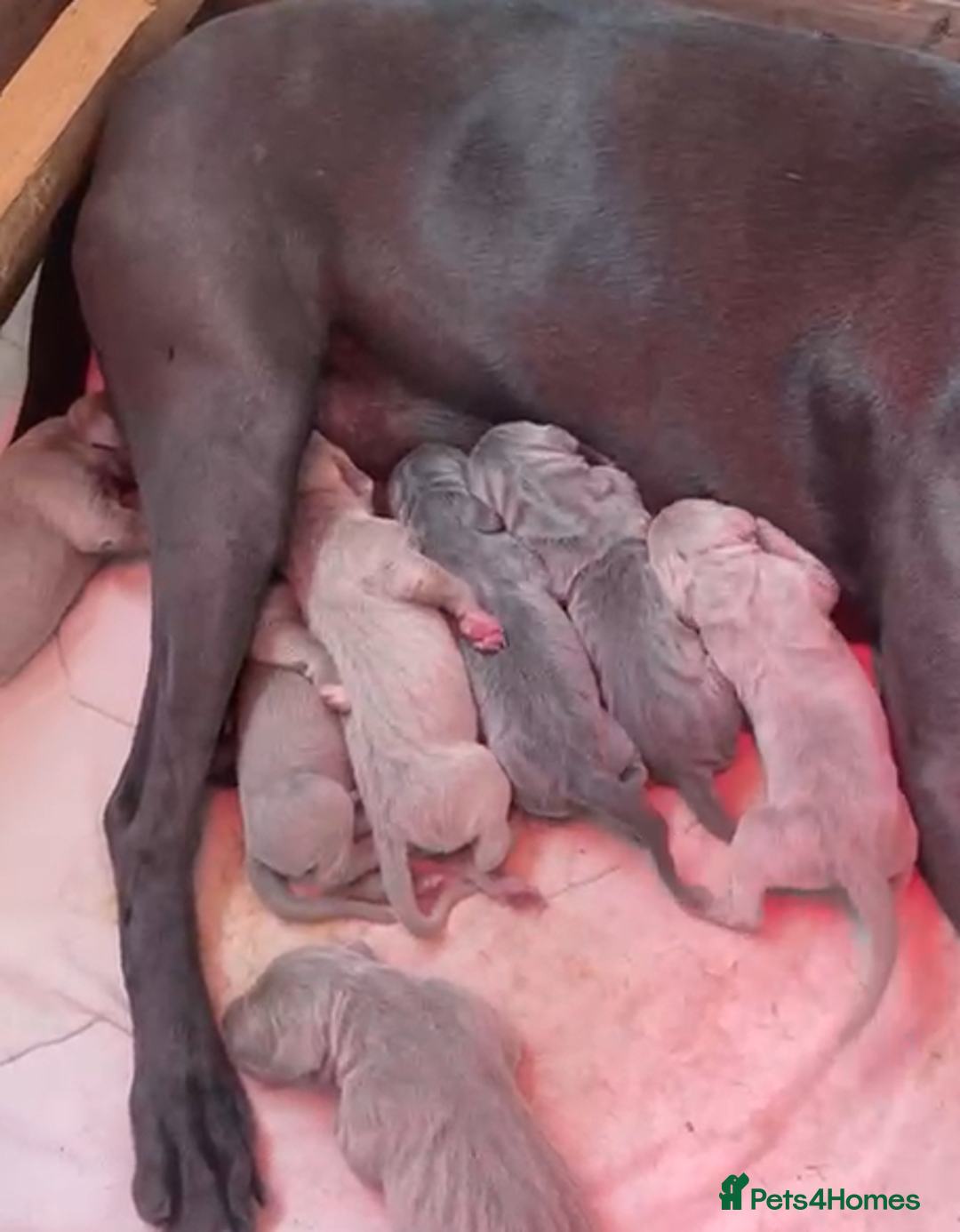 Weimaraner dogs for sale: M & F BLUE and SILVER KC proven bloodline.  - Image 2