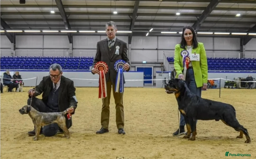 Rottweiler dogs for stud: CH Kayshillblue Zeus of Lorayla JW  in Motherwell - Advert 4