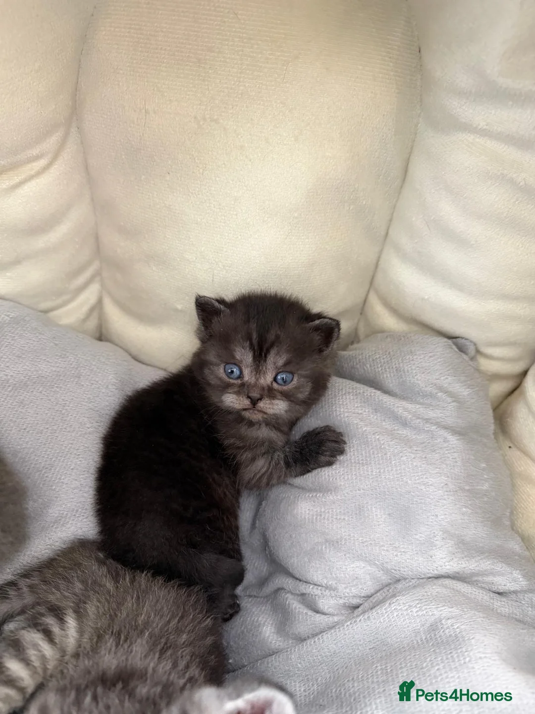 Scottish Fold cats for sale: British Shorthair and Scottish Fold kittens - Advert 11