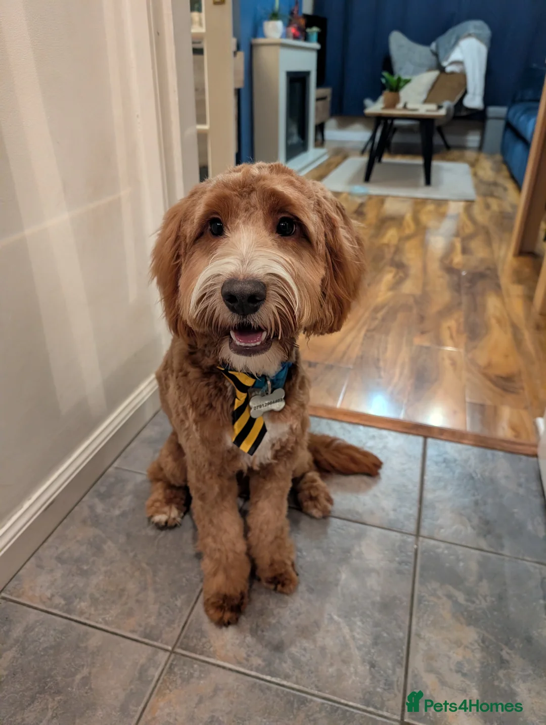 Cockapoo dogs for sale: Cockapoo 1 year old - Advert 1