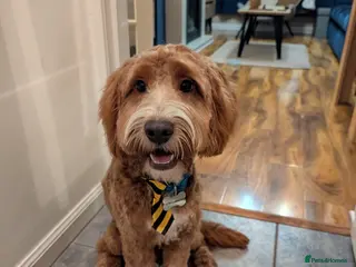 Cockapoo dogs Cockapoo 1 year old - Advert 5