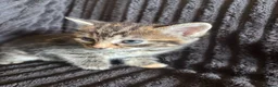 Mixed Breed cats for sale: Beautiful Tortoiseshell & ginger kittens  - Advert 19