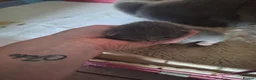British Shorthair cats for sale: British shorthair kittens  - Advert 8