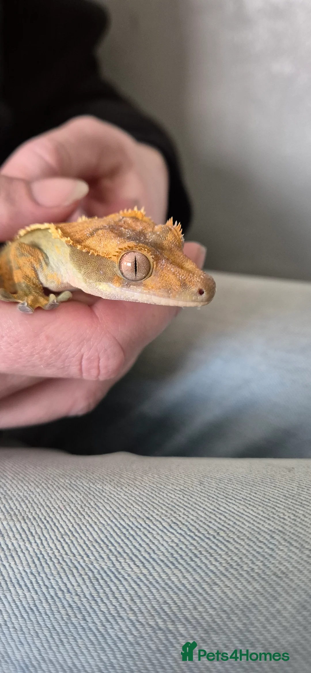 Gecko reptiles for sale: 3 x Crested Gecko in Cannock - Advert 1