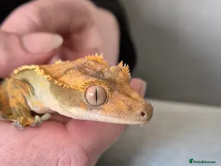 Gecko reptiles 3 x Crested Gecko in Cannock - Advert 2