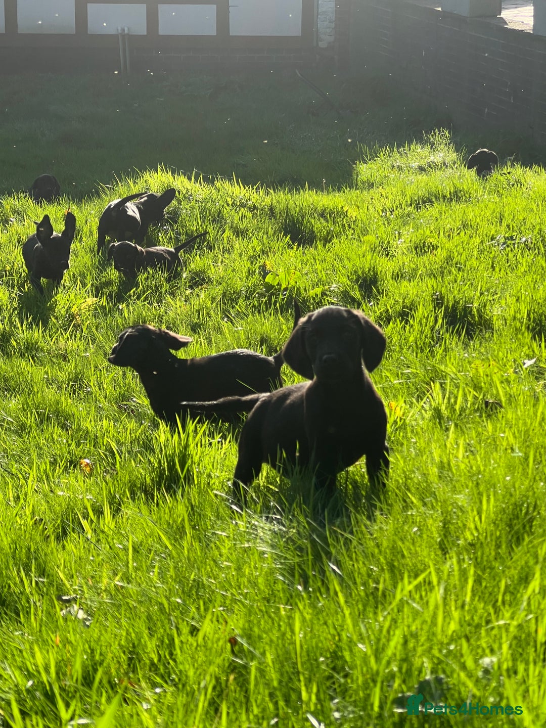 Springador dogs for sale: Beautiful F1 Springador pups for sale! - Advert 8