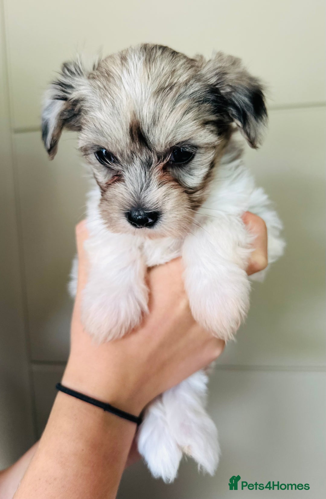 Mixed Breed dogs for sale: Litter of 5 beautiful puppies - Image 2