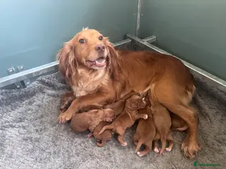 Cocker Spaniel dogs Cocker - Advert 1