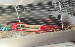 Netherland Dwarf rabbits for sale: Young neverland dwarf rabbit (Ezra)  - Image 4