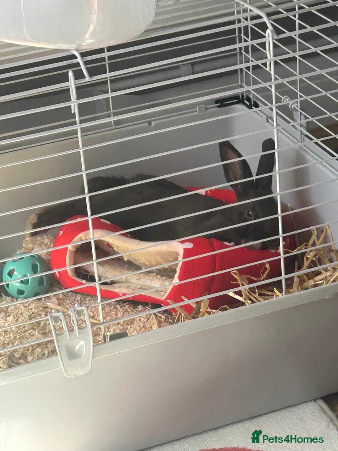 Netherland Dwarf rabbits for sale: Young neverland dwarf rabbit (Ezra)  - Image 4