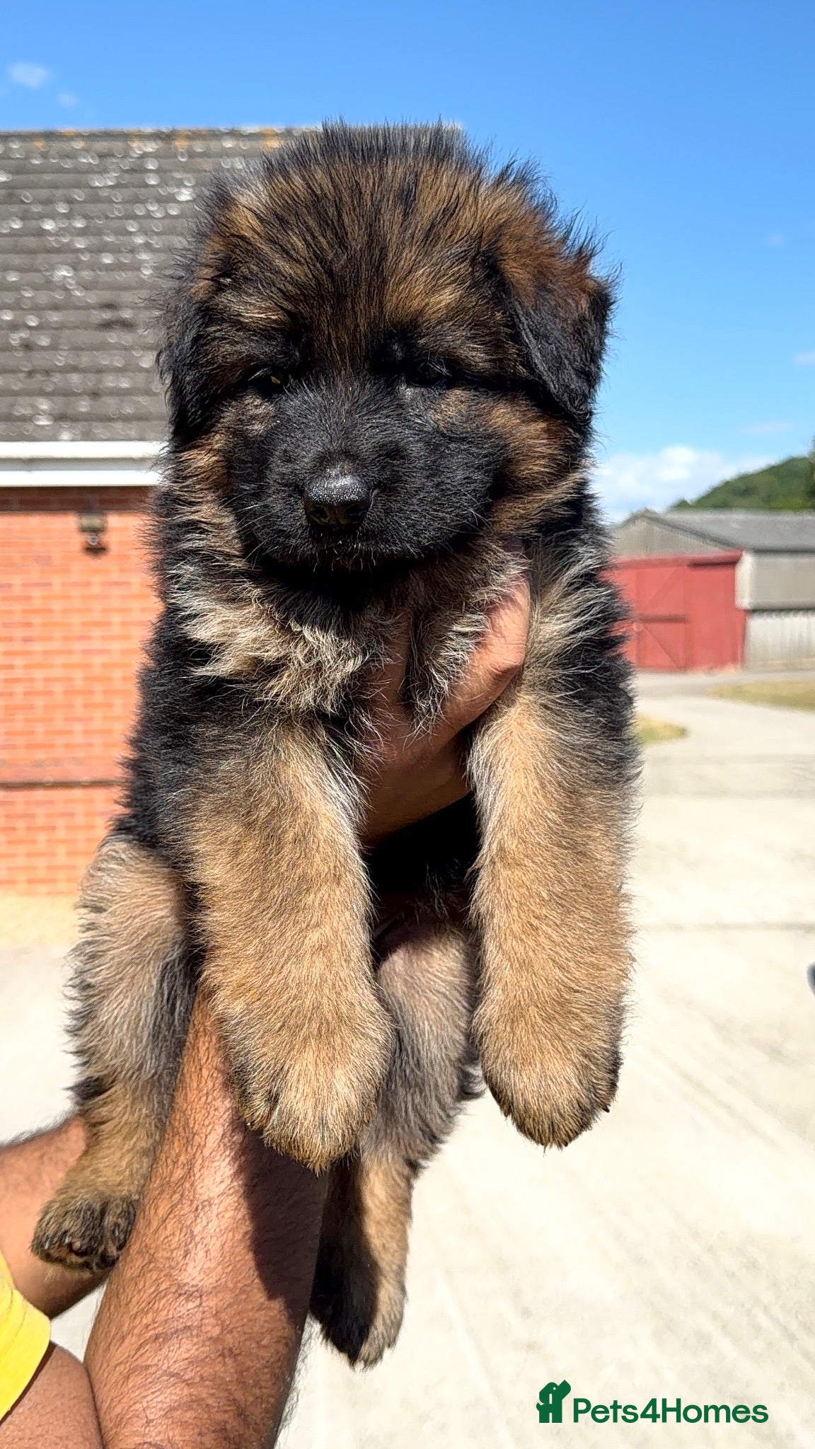 German Shepherd dogs Top Quality German shepherd long hair puppies  - Advert 2
