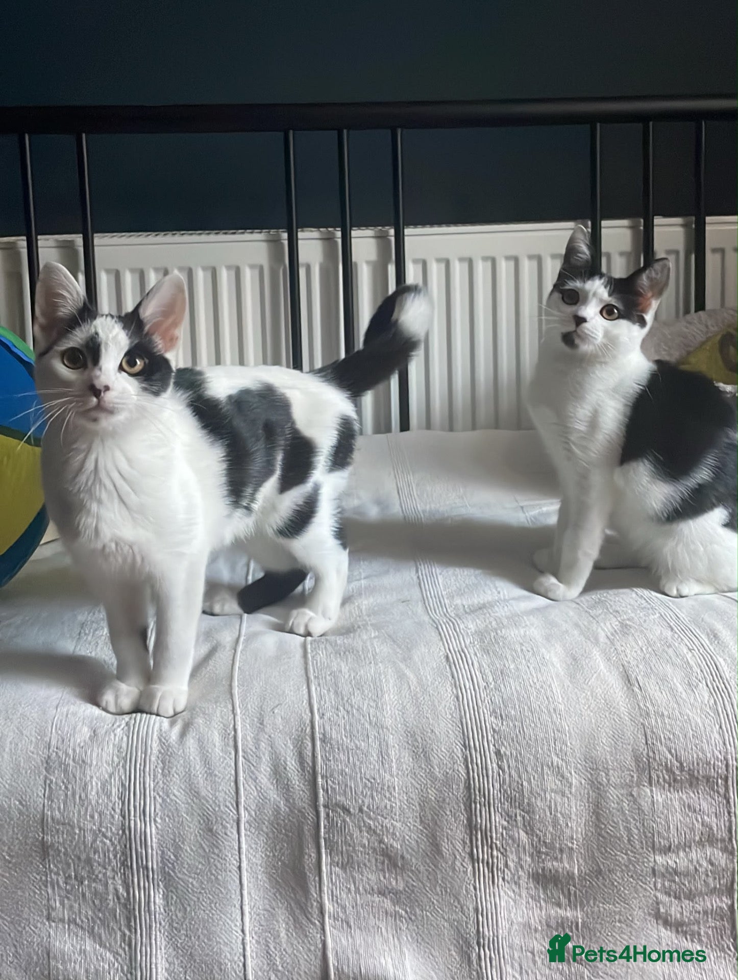 Domestic Shorthair cats Jelly & Custard, 4 month old sisters  - Advert 21