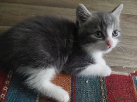 Mixed Breed cats - Advert 7