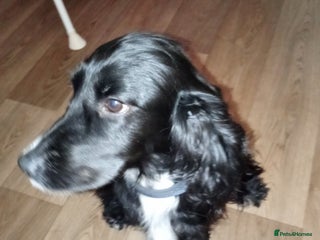 Cocker Spaniel dogs for sale - Advert 1