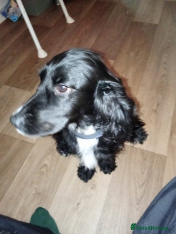 Cocker Spaniel dogs - Advert 1