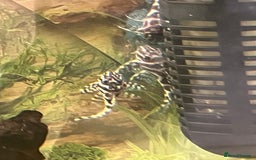 Plecos fish for sale: L236rb. Cracked Zebra Plecos.  - Image 8