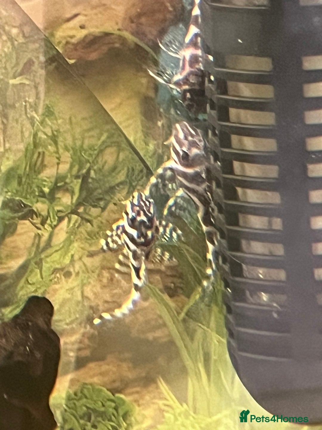 Plecos fish for sale: L236rb. Cracked Zebra Plecos.  - Image 8