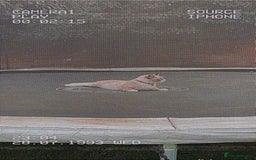 Ragdoll cats for sale: Milo & Smudge - Image 10