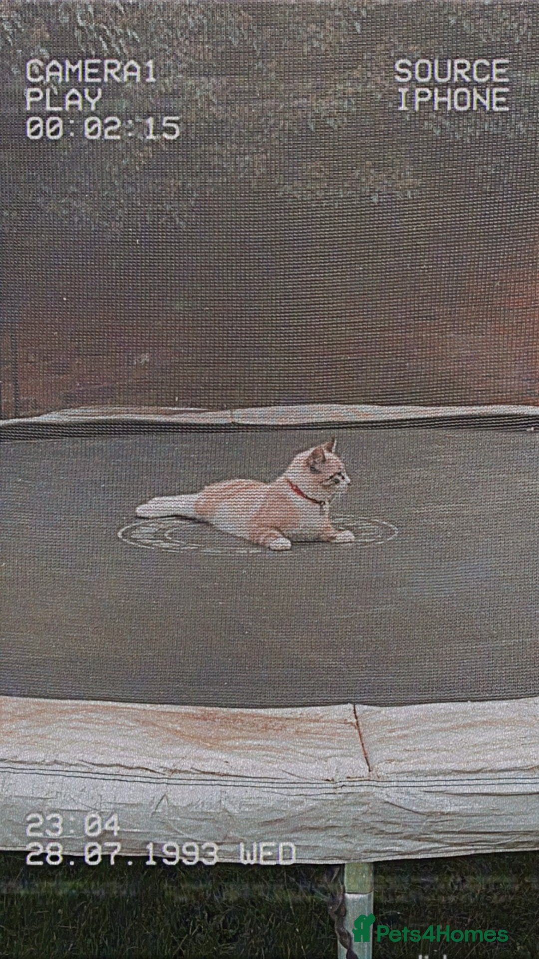 Ragdoll cats for sale: Milo & Smudge - Image 10