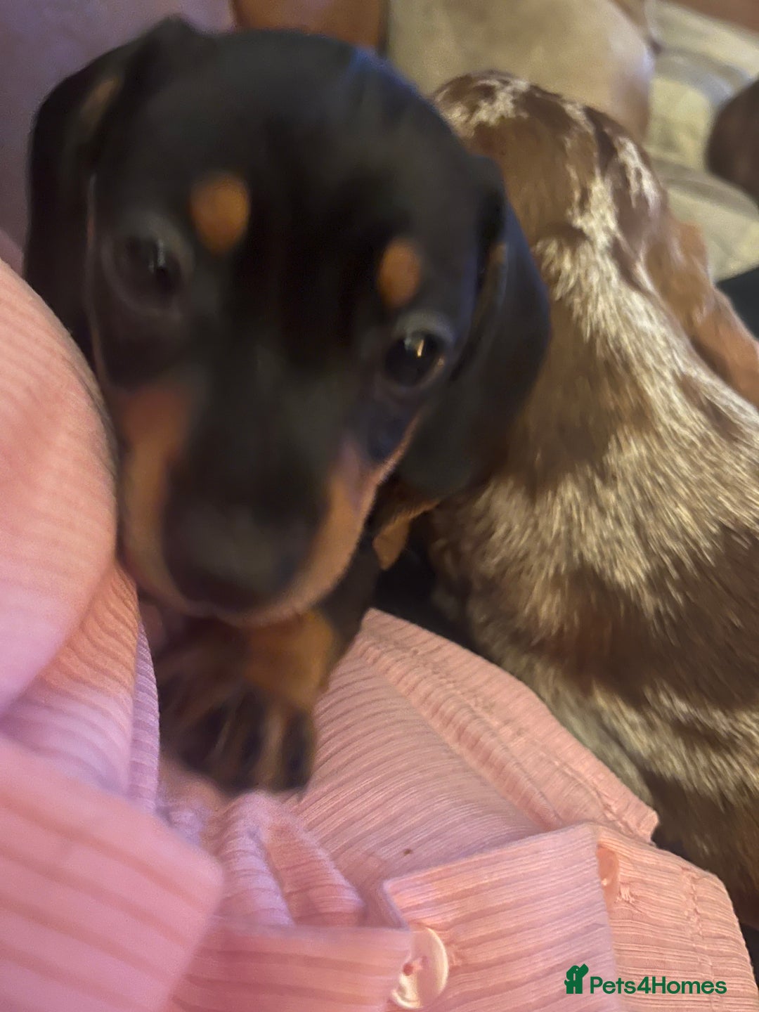 Miniature Dachshund dogs for sale: One beautiful Beautiful girl left  💜🐶  - Image 9