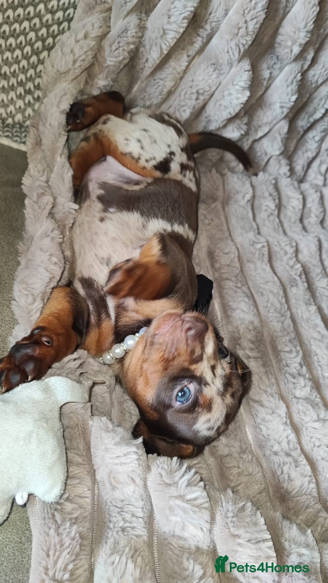 Miniature Dachshund dogs for sale: Miniature Dachshund 1 female left  - Image 3