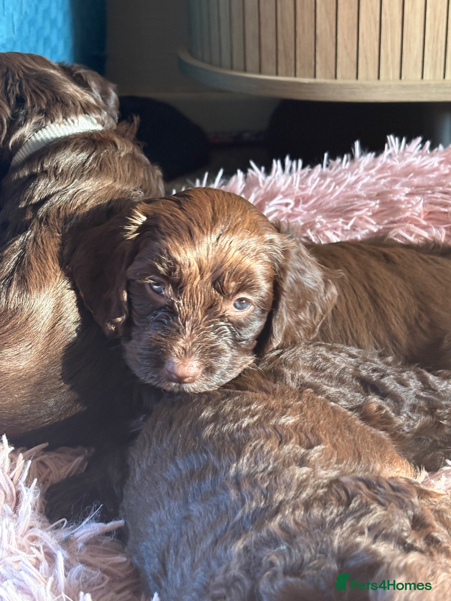 Cockapoo dogs Chocolate brown cockapoo bitch pup - Advert 13