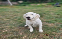 Golden Retriever dogs for sale: Sweet 🧡 Loving Golden Retriever Needs New Home - Image 2