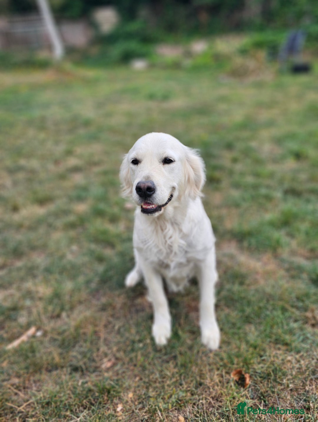 Golden Retriever dogs for sale: Sweet 🧡 Loving Golden Retriever Needs New Home - Image 2