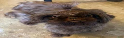 Malshi dogs for sale: Malshi beautiful fur babies.  - Advert 6