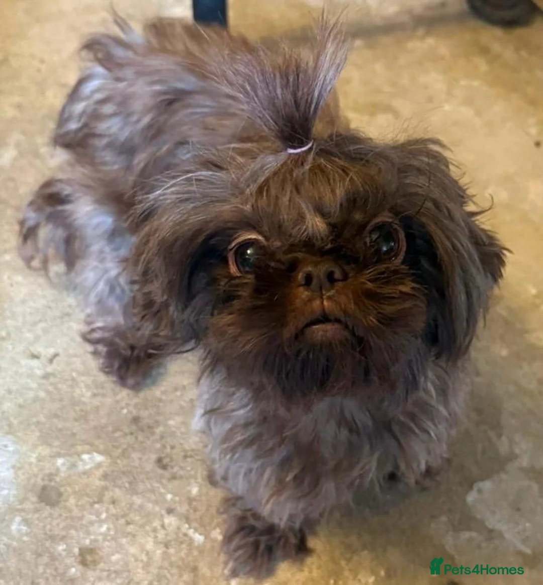 Malshi dogs for sale: Malshi beautiful fur babies.  - Advert 6