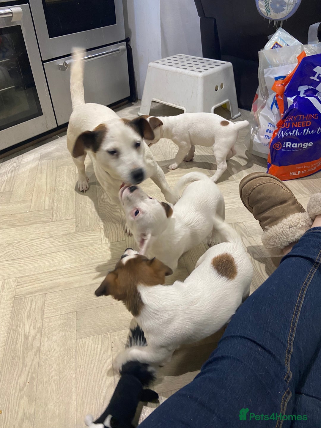 Jack Russell dogs for sale: Two girl puppies available  - Image 24