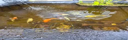 Koi Carp fish for sale: Various Koi  - Advert 3