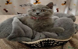 British Shorthair cats for sale: ⭐GCCF CHAMPION LINES BSH KITTENS  in Grimsby - Image 5