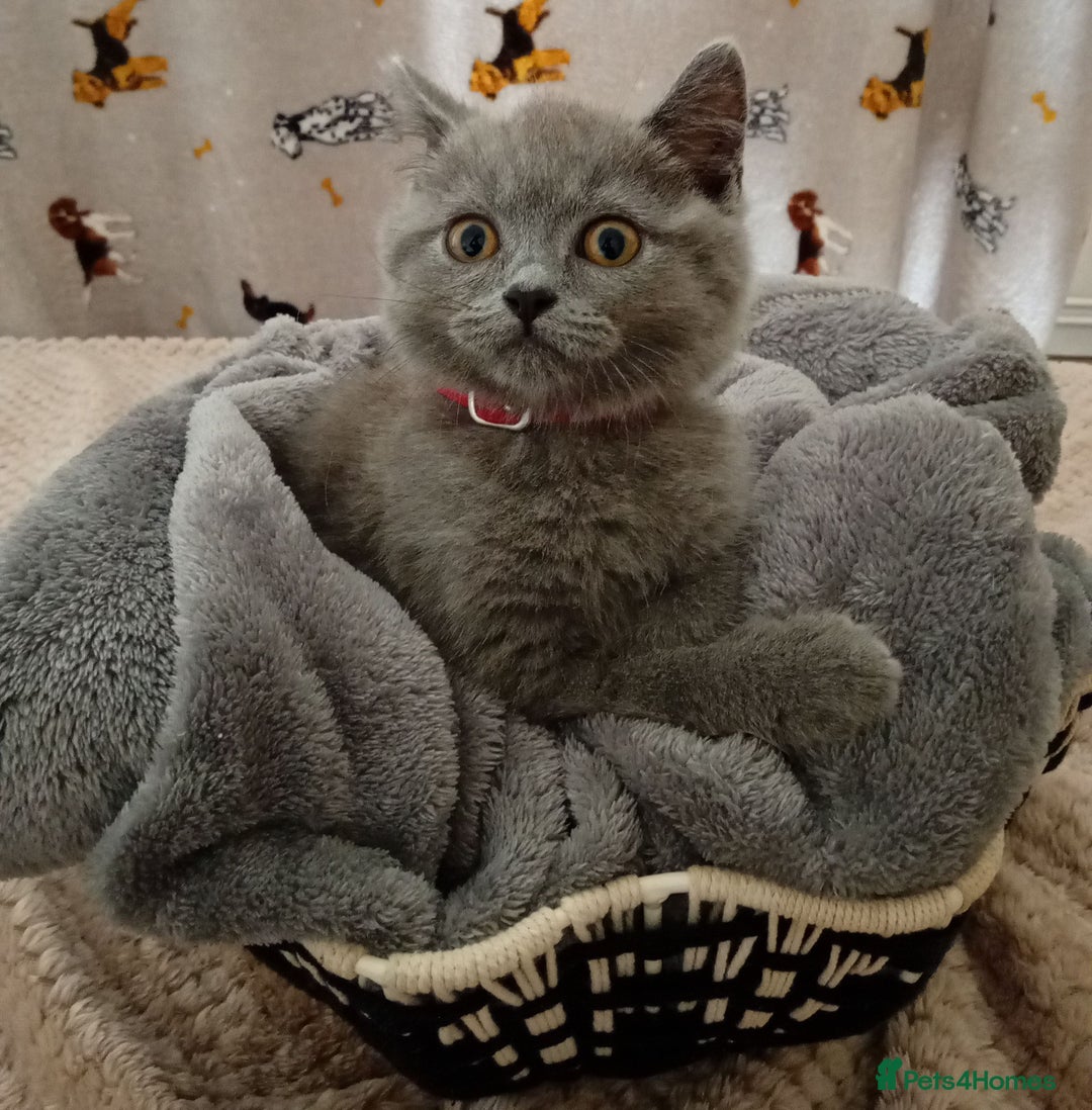 British Shorthair cats for sale: ⭐GCCF CHAMPION LINES BSH KITTENS  in Grimsby - Image 5