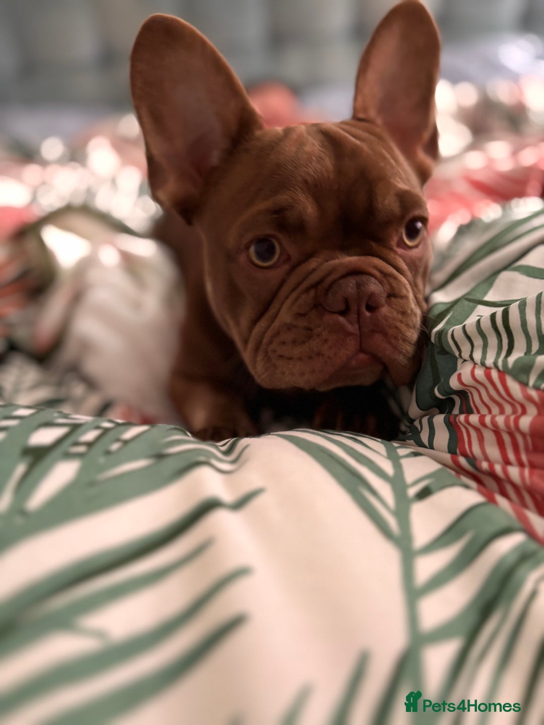 French Bulldog dogs for sale: Kronk Rojo French bulldog  - Image 6