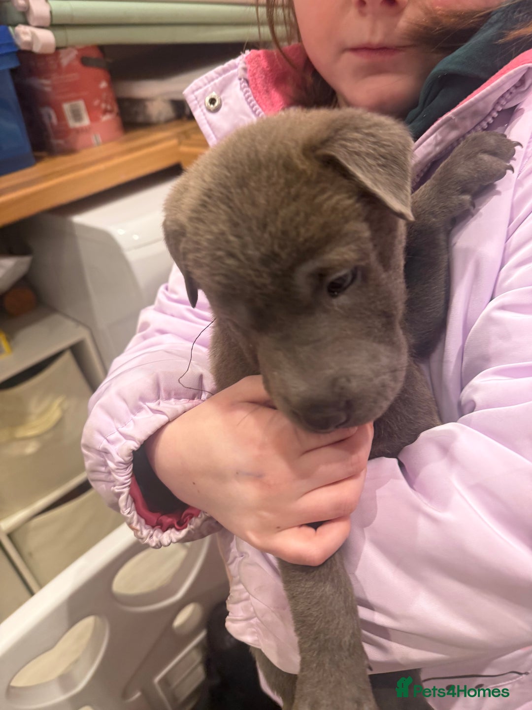 Mixed Breed dogs for sale: Ready 12 Jan Sharpei x Rhodesian ridgeback Hybrid - Advert 19