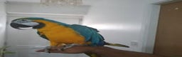 Macaws birds for sale: Blue & Gold Macaw Parrots for Sale - Advert 2