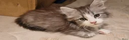Maine Coon cats for sale: Beautiful Half Maine Coon Kittens - Advert 10
