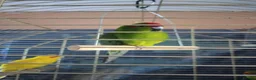 Parakeets birds for sale: For sale  - Advert 7