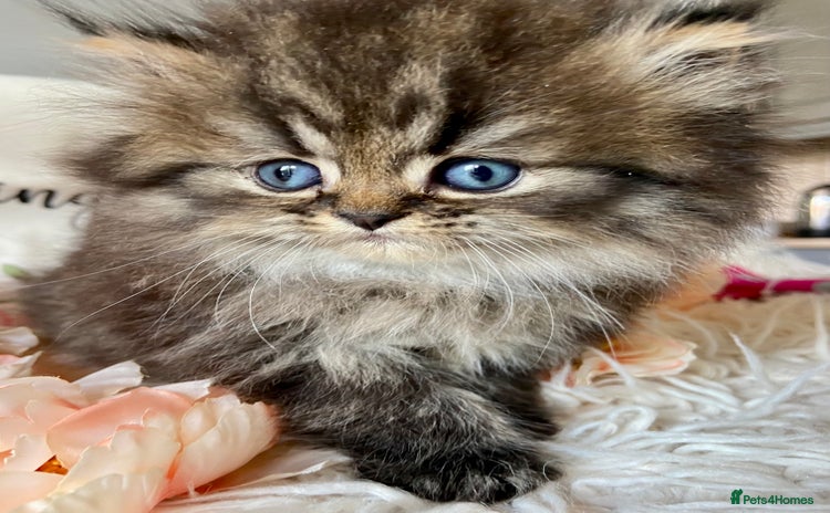 Persian cats - Advert 2